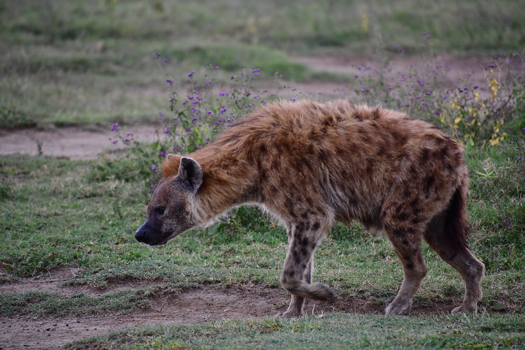 Lake Nakuru N.P.